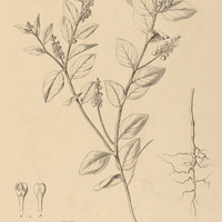 6. POLYGALA Martiana.