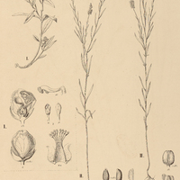 7. POLYGALA I. glabra, II. tenuis.