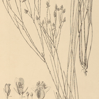 8. POLYGALA monosperma.