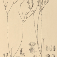 9. POLYGALA I. equisetoides, II. aphylla.