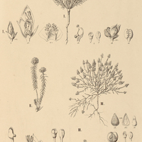 10. POLYGALA I. Cneorum, II. aspalatha, III. sedoides.
