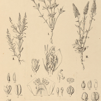 11. POLYGALA I. adenophylla, II. paniculata, III. Timoutou.