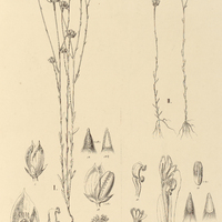 12. POLYGALA I. longicaulis, II. adenophora.