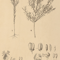 13. POLYGALA I. celosioides, II. revoluta.