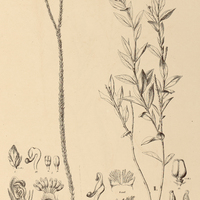14. POLYGALA I. selaginoides, II. angulata.