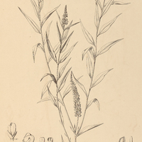 15. POLYGALA lancifolia.