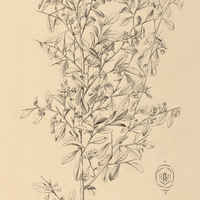 16. ACANTHOCLADUS Brasiliensis.