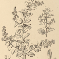 17. BREDEMEYERA brevifolia.