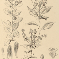 18. BREDEMEYERA I. myrtifolia, II. densiflora.