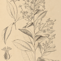 19. BREDEMEYERA laurifolia.