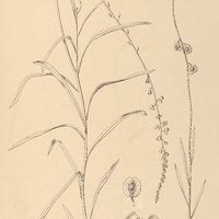 20. MONNINA stenophylla.