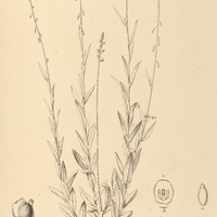 21. MONNINA exalata.