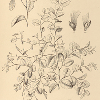 23. SECURIDACA ovalifolia.