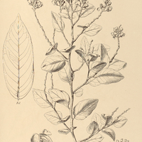 24. SECURIDACA longifolia.