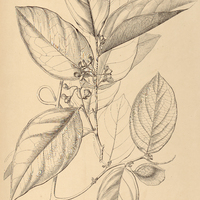 26. SECURIDACA Corytholobium.