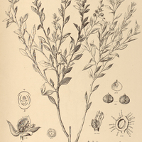 27. KRAMERIA tomentosa.