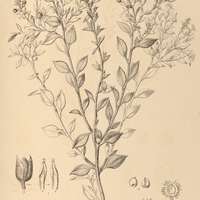 28. KRAMERIA argentea.