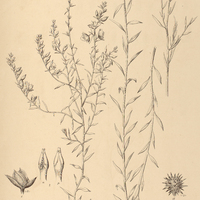 29. KRAMERIA spartioides.