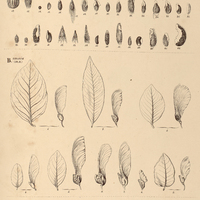 30. A. POLYGALARUM semina. – B. SECURIDACARUM folia et fructus. – C. KRAMERIARUM spinae fructus. …
