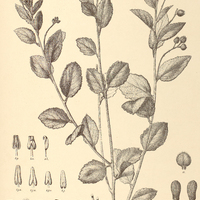 31. PIRIQUETA sidifolia var. multiflora.