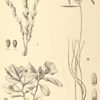 33. PIRIQUETA I. nitida, II. Selloi var. ?., III. plicata.