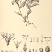 34. PIRIQUETA aurea.