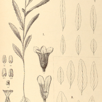 35. PIRIQUETA cistoides I. var. genuina, II. var. latifolia.