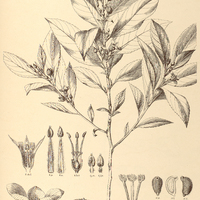 36. TURNERA serrata.