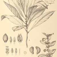 37. TURNERA Brasiliensis I. var. ?., II. var. brevifolia.