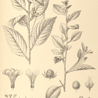 38. TURNERA acuta.
