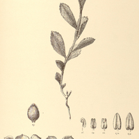39. TURNERA sidoides var. holosericea.