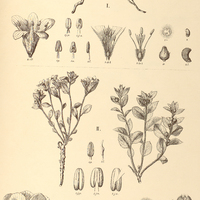 40. TURNERA I. Riedeliana, II. Hilaireana var. minor.