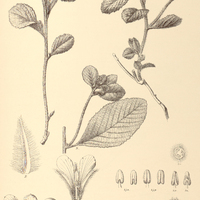 41. TURNERA lamiifolia.