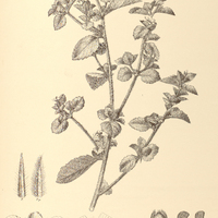 42. TURNERA incana.