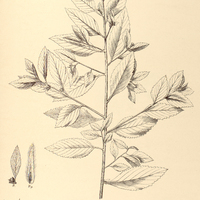 43. TURNERA odorata.