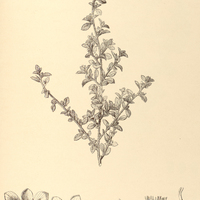 44. TURNERA diffusa.