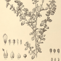 45. TURNERA calyptrocarpa.