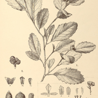 46. TURNERA Blanchetiana I. var. capituliflora, II. var. subspicata.
