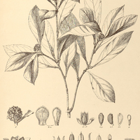 47. TURNERA albicans.