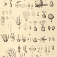 48. TURNERA I. Clausseniana, II. opifera, III. chamaedryfolia, IV. dichotoma, V. coriacea, VI…