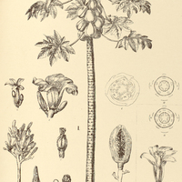 49. CARICA Papaya I. form. Eupapaya, II. form. Correae.