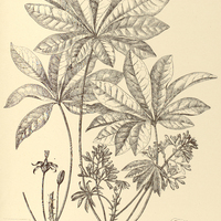 50. IACARATIA I. dodecaphylla, II. spinosa.