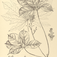 51. I. digitata, II. dodecaphylla, CARICA III. gossypiifolia, IV. heterophylla, V. Goudotiana.