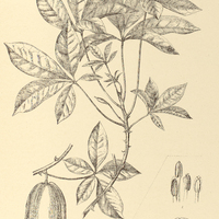 52. I. IACARATIA heptaphylla, II. CARICA monoica.
