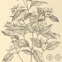 53. SCLEROTHRIX fasciculata.