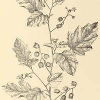 54. LOASA parviflora.