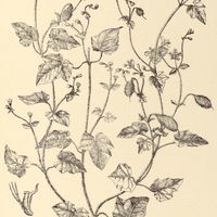 55. BLUMENBACHIA Eichleri.