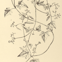 56. BLUMENBACHIA scabra.