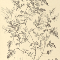 57. BLUMENBACHIA I. urens, II. Hieronymi.