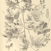 58. SERJANIA leptocarpa.
